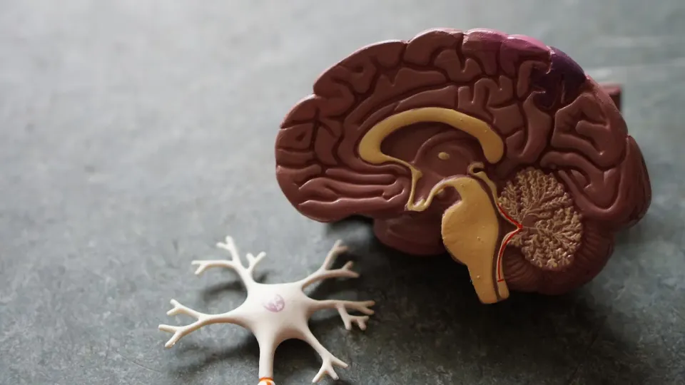 Neurology Interventional
